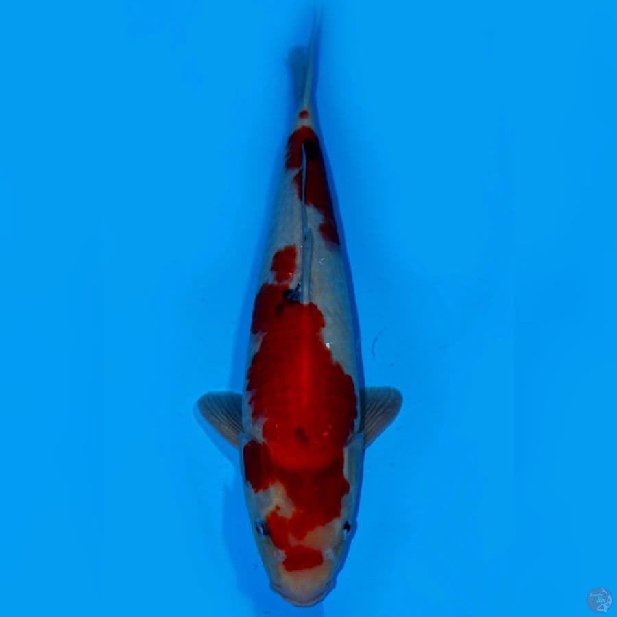MAN 12 ~ SUPER KINDAI SHOWA JUMBTOS 43CM