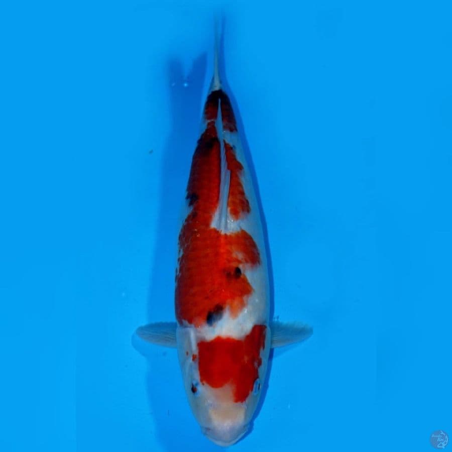 MAN 13 ~ SUPER KINDAI SHOWA JUMBTOS 41CM