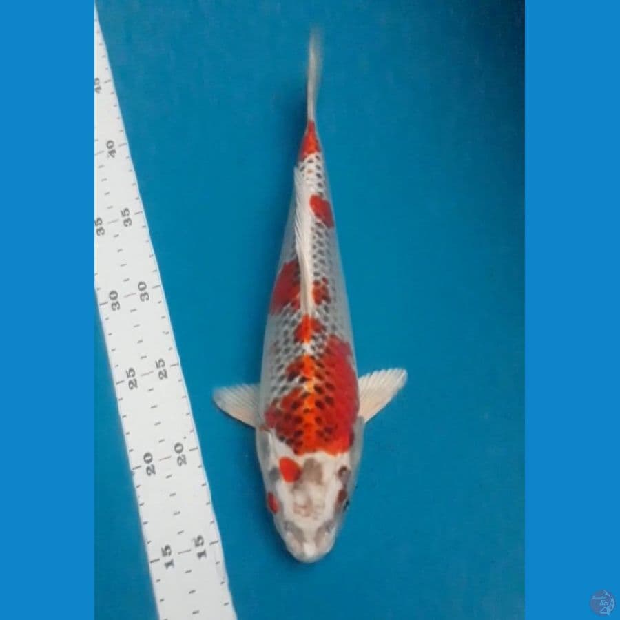 Kujaku 28 cm