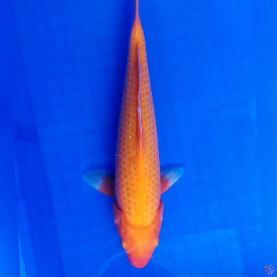 Aka Hajiro 30cm