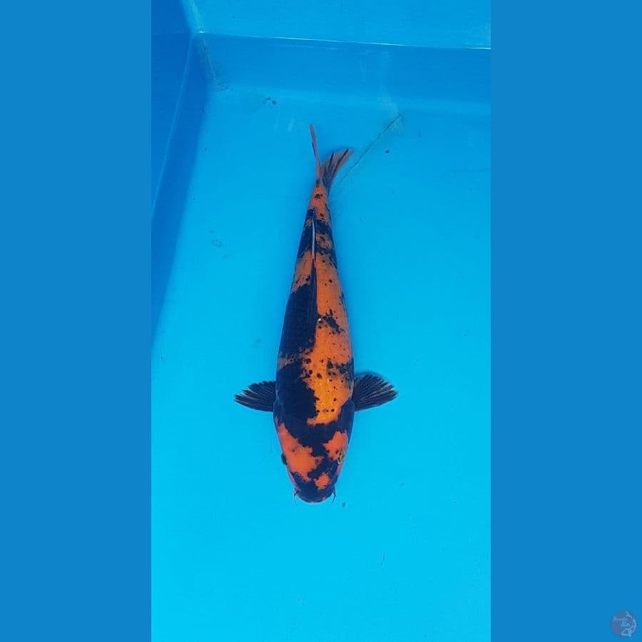 hi utsuri 30cm