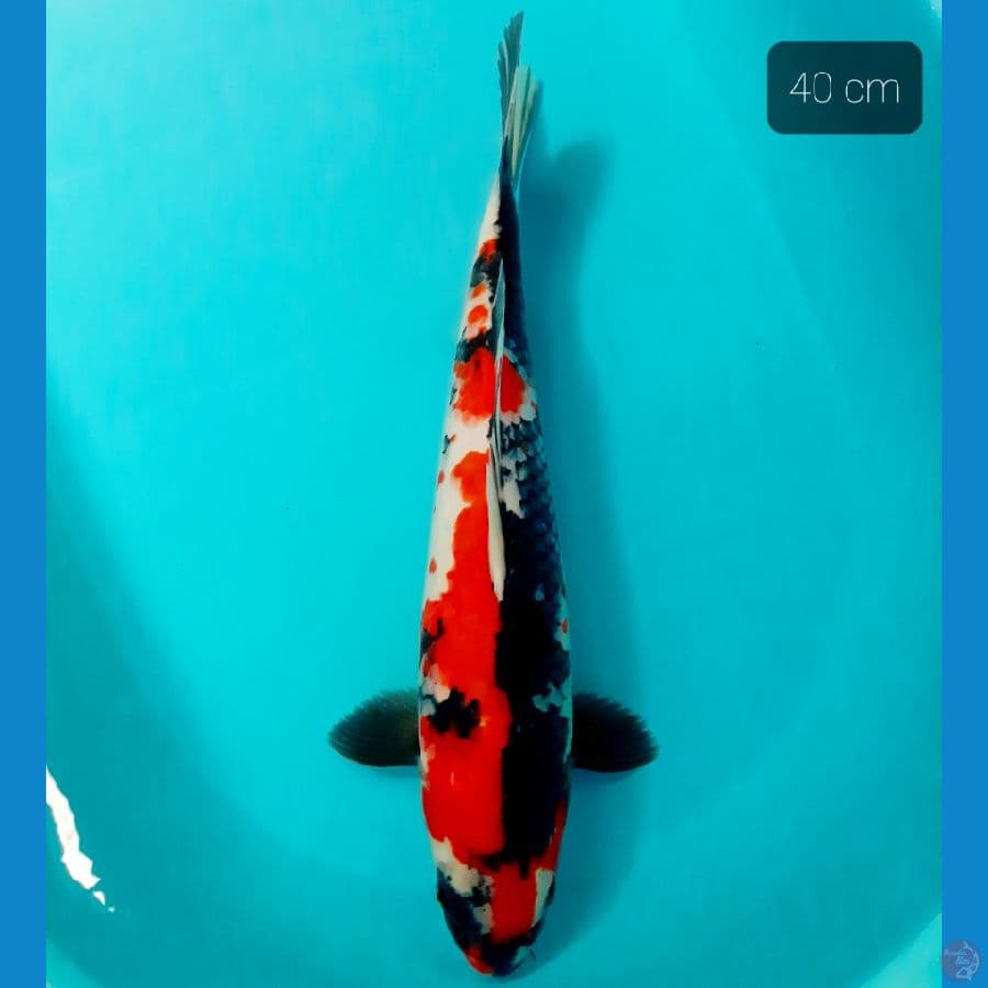 showa 40 cm