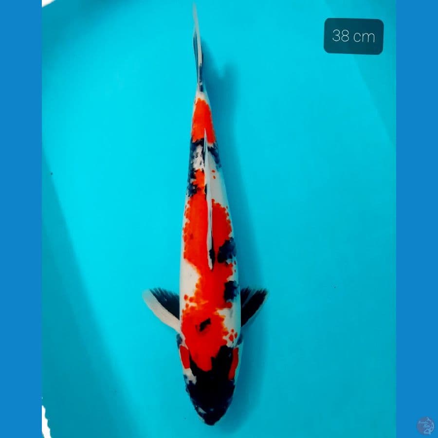 showa 38 cm