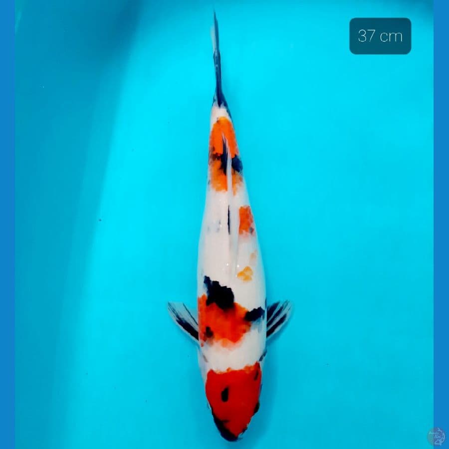 showa 37 cm