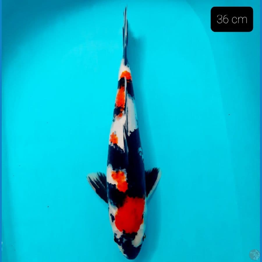 kindai 36 cm