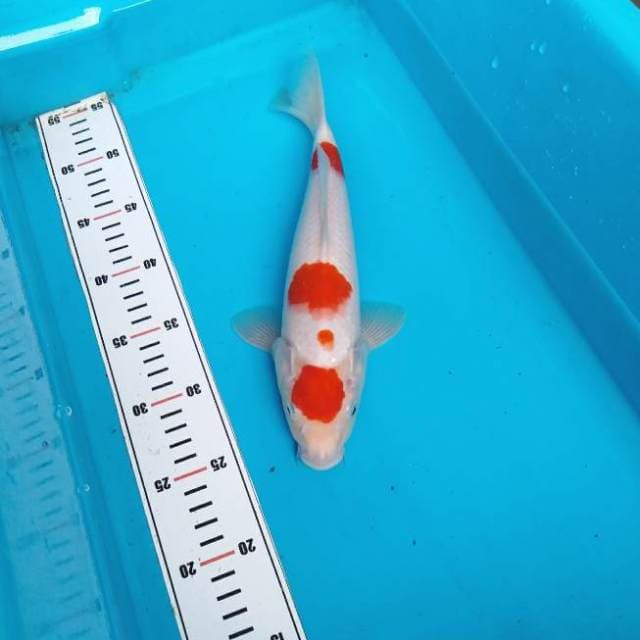 Original kohaku