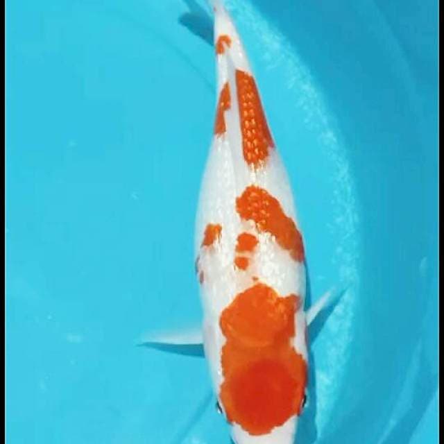 KOHAKU GINRIN 30CM