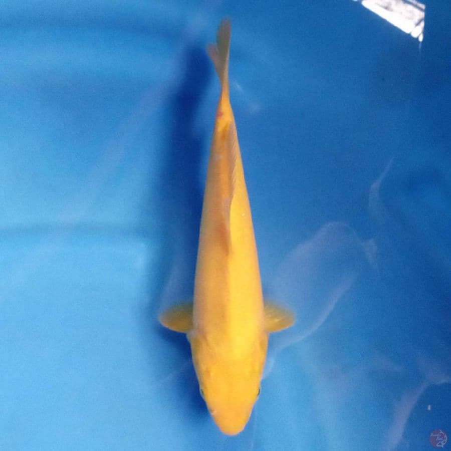 Karashi 23 cm