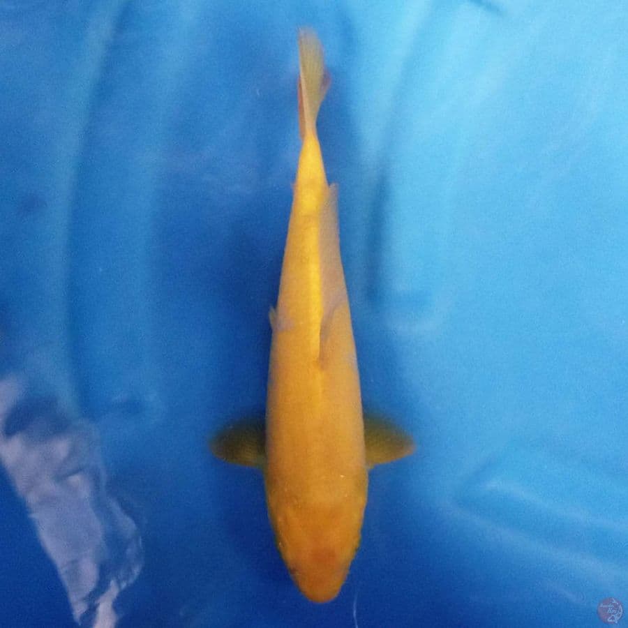 Karashi 25 cm