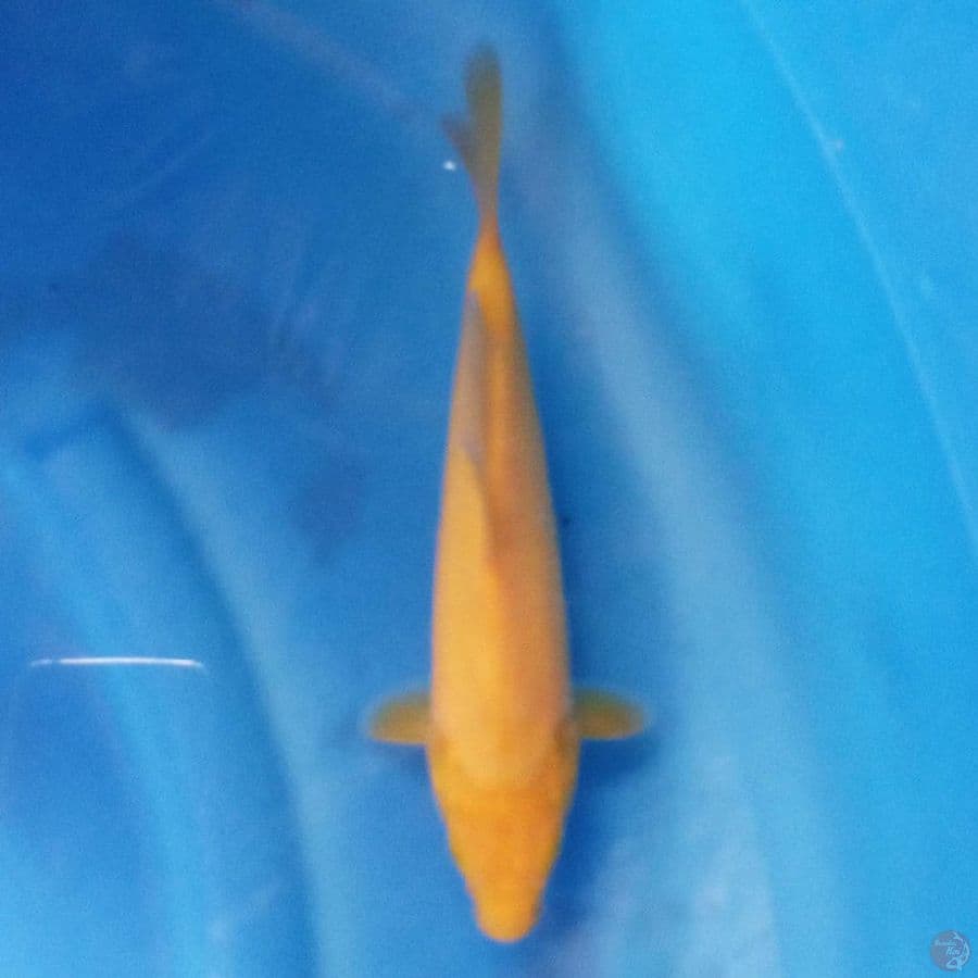 Karashi 23 cm