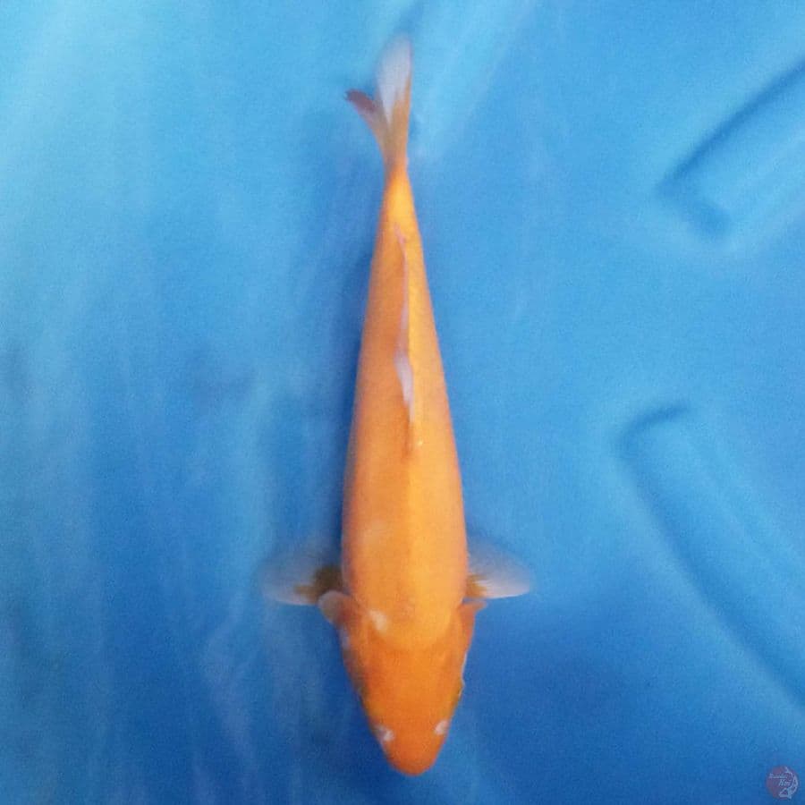 Karashi 26 cm