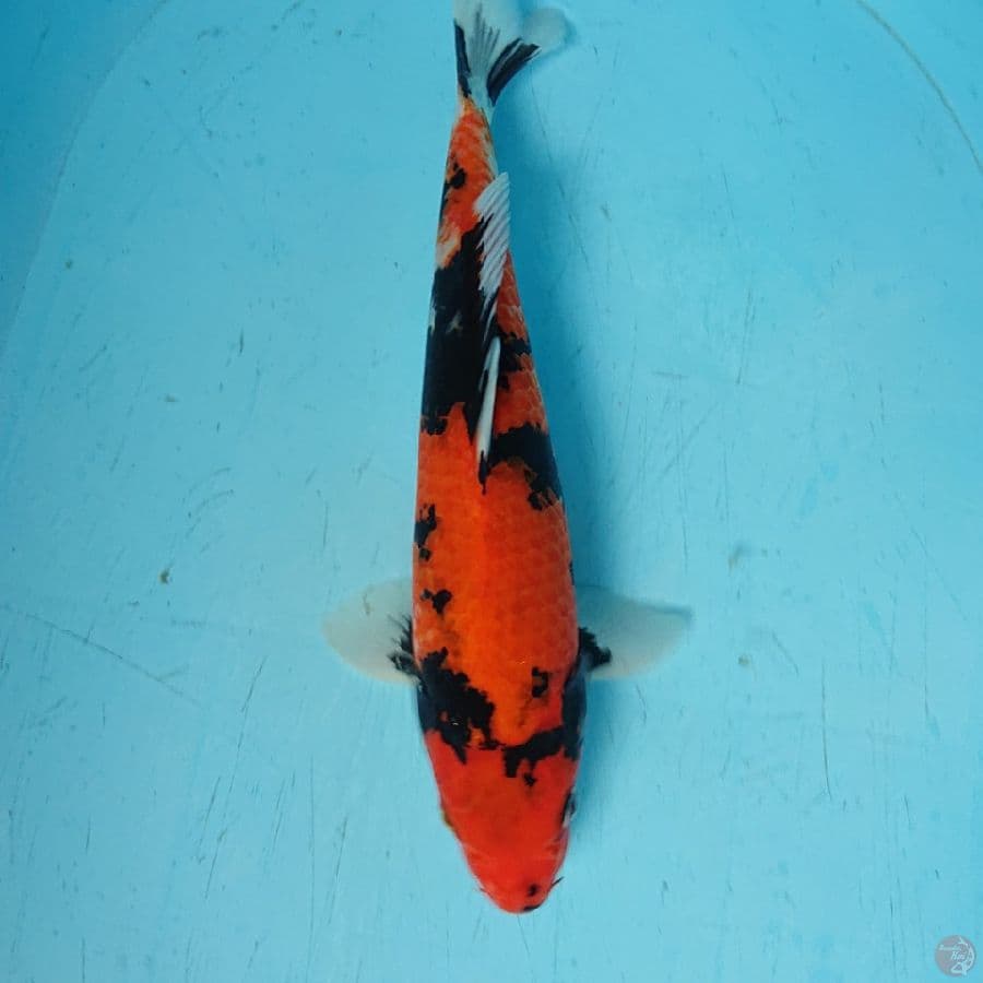 HI SHOWA 33 cm
