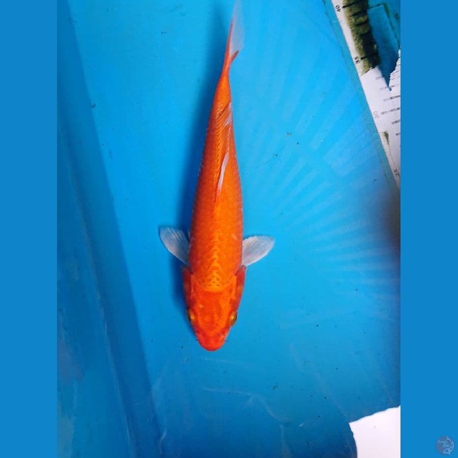 ORENJI 26 cm