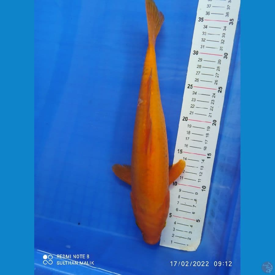 red karasi 35 cm