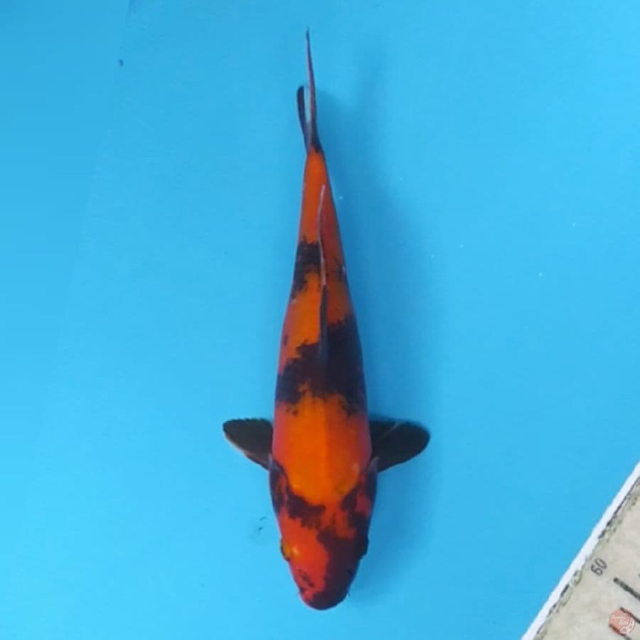 Hi Utsuri ~29