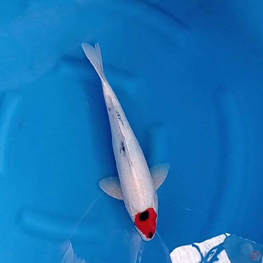 TC sanke 35 cm