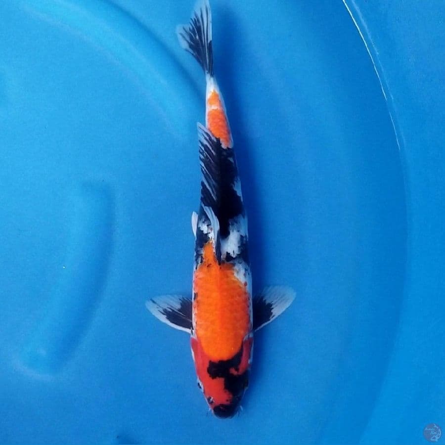 GYOJIN 6 ~ SHOWA 34 CM. MALE