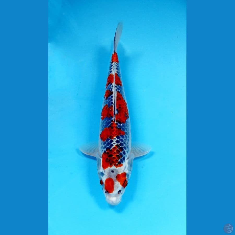 red goshiki 30cm