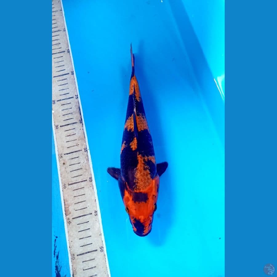 kage kin utsuri 30cm