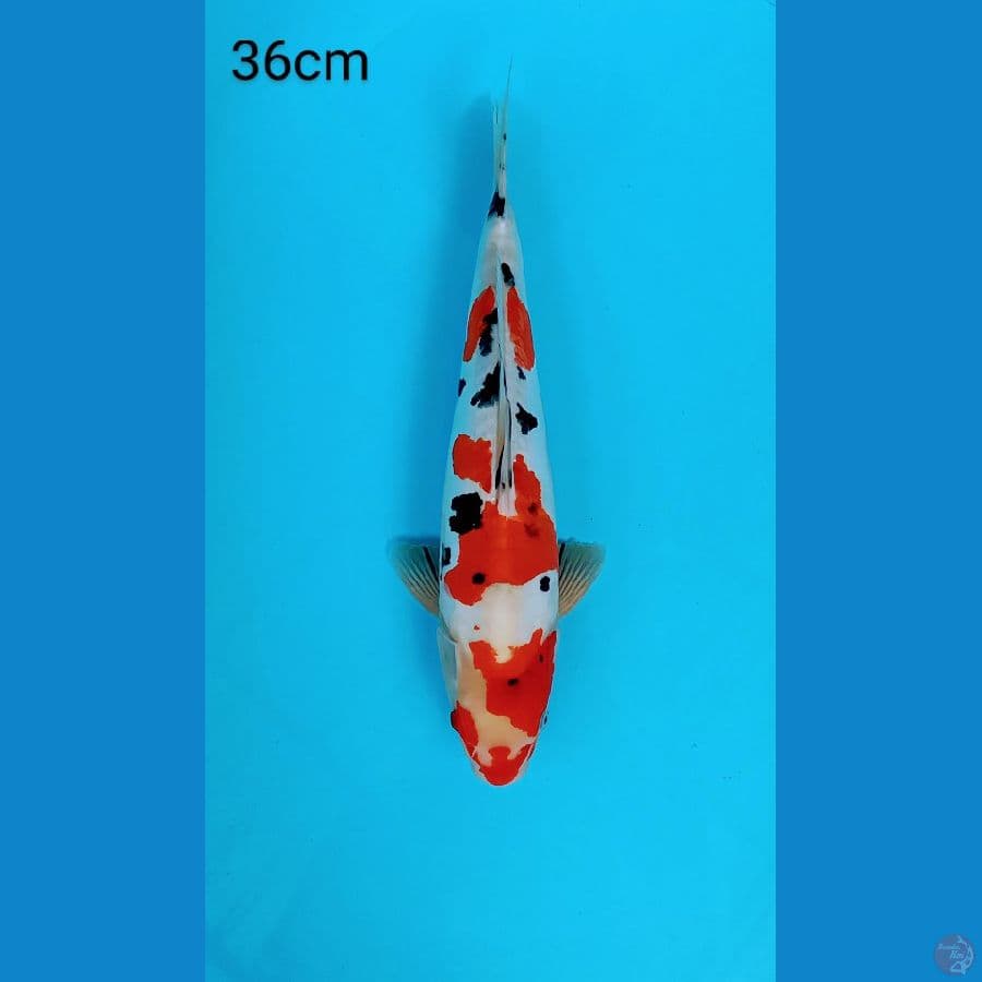 Sanke Doitsu - 36 cm