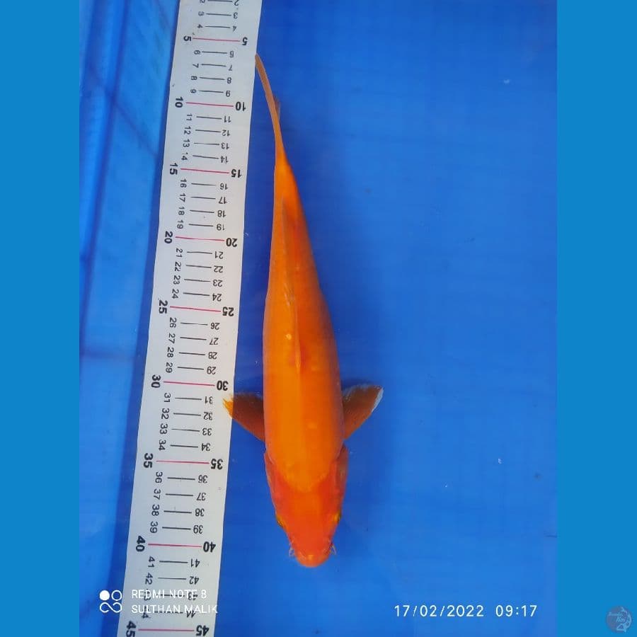 red karasi 32 cm