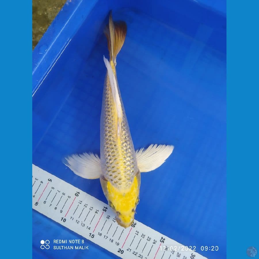 kin matsuba ginrin 34 cm