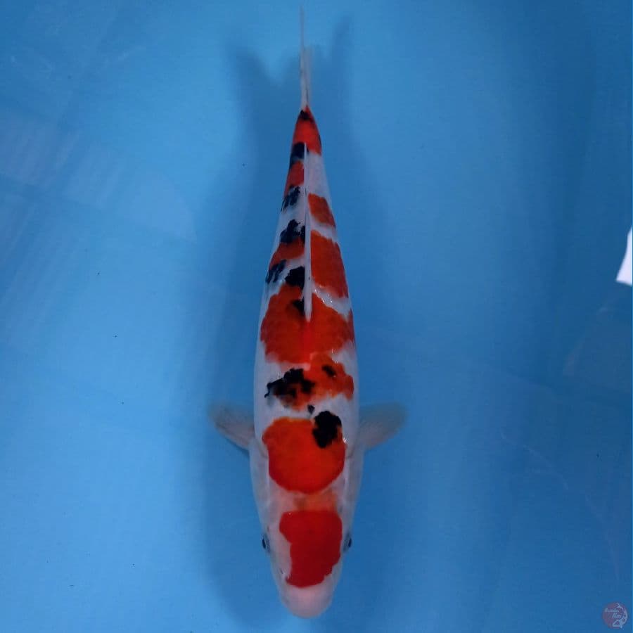 maruten sanke, 35 cm