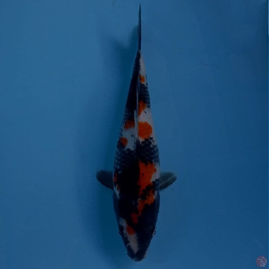 showa, 25 cm