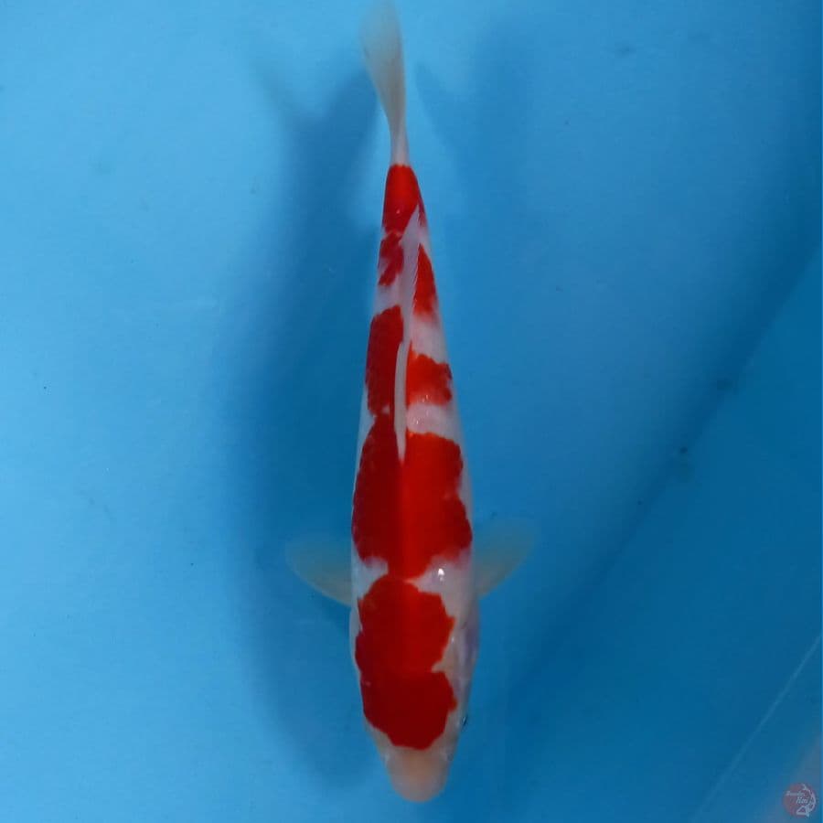 kohaku, 26 cm