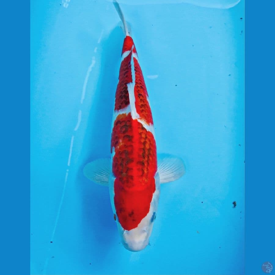 ai goromo, 37 cm