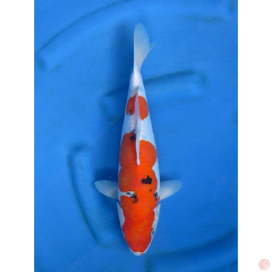 34cm , Sanke Doitsu Murni