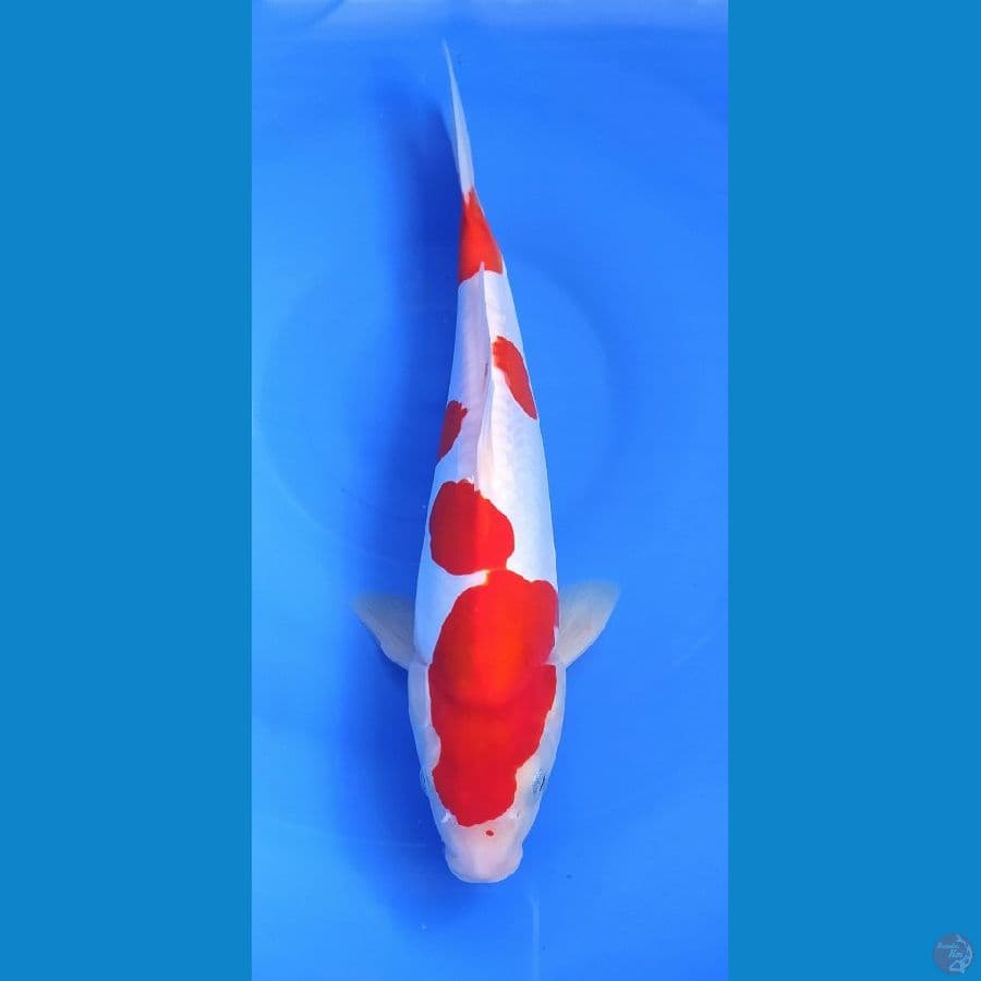 KOHAKU DOITSU 29 CM