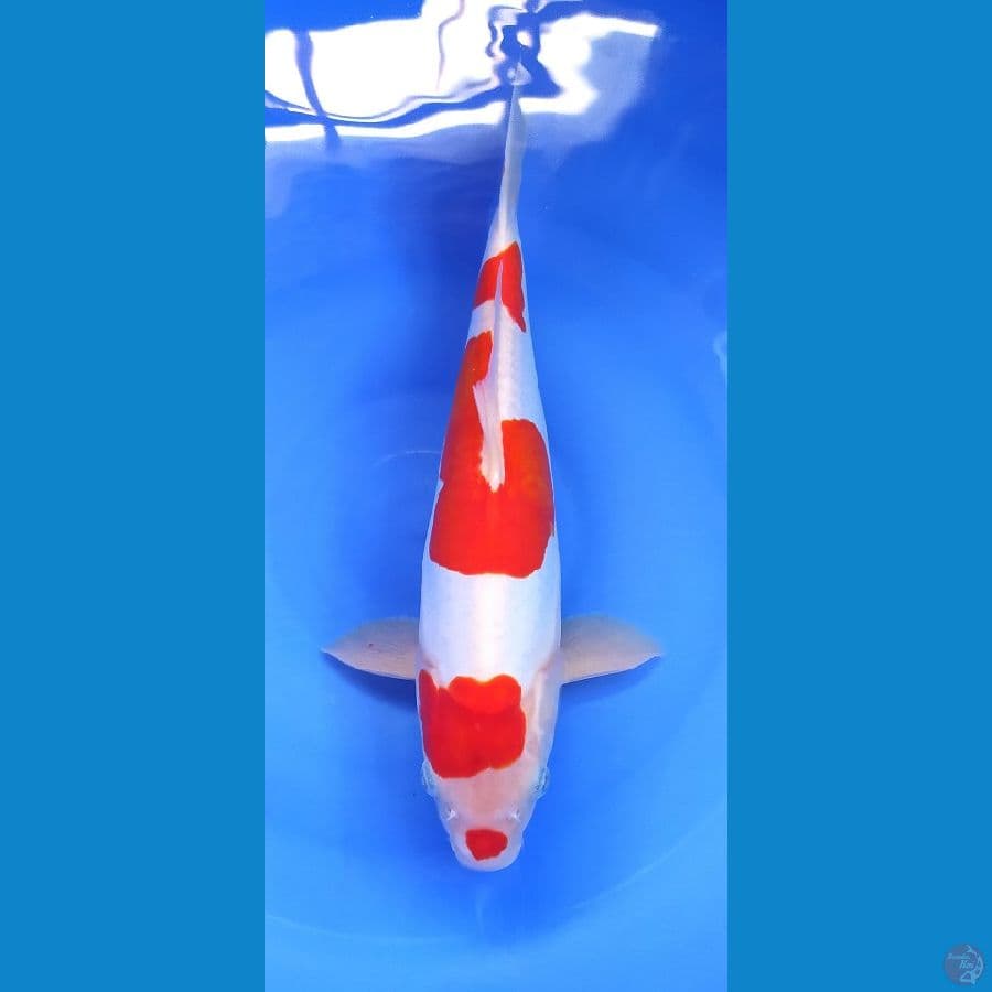 KOHAKU DOITSU 35 CM