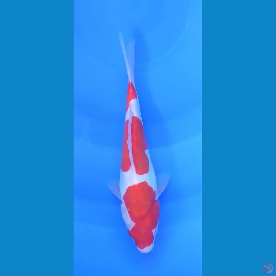 KOHAKU DOITSU 24 CM