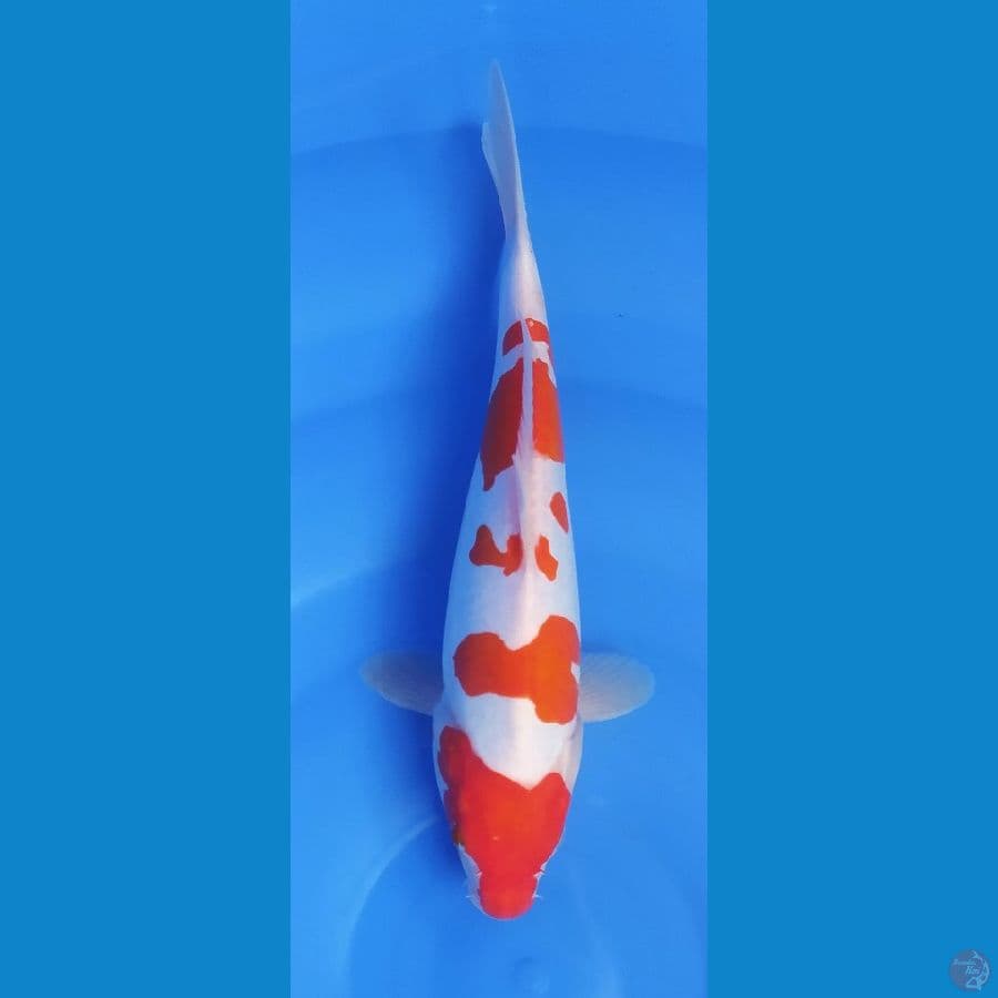 KOHAKU DOITSU 30 CM