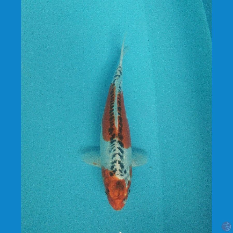 Kujaku Doitsu 24cm