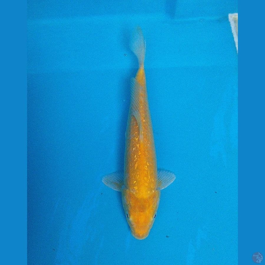 Karasi Gindrin 27cm