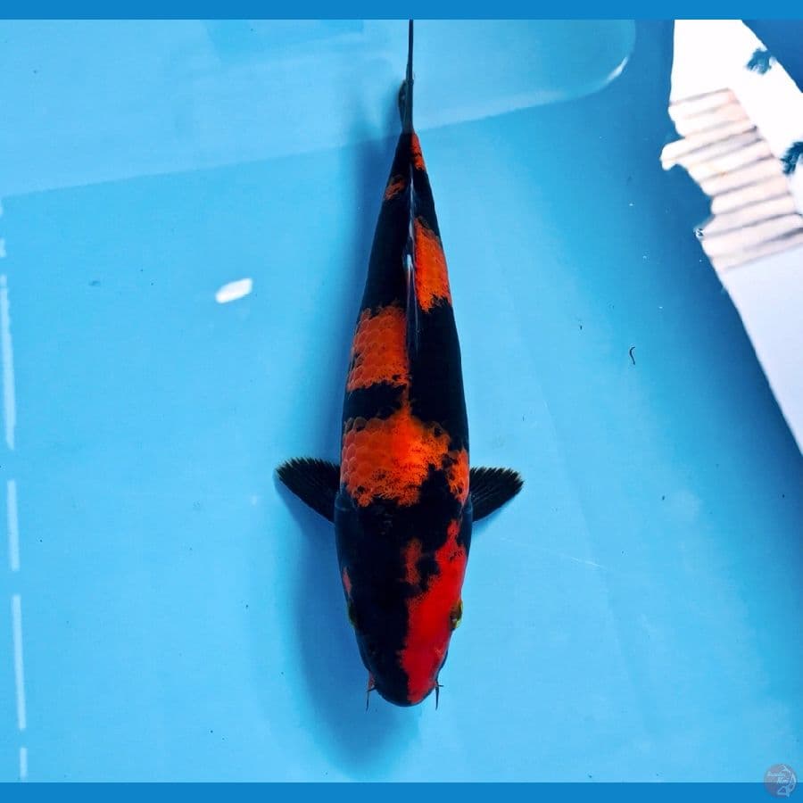 hi utsuri, 22 cm
