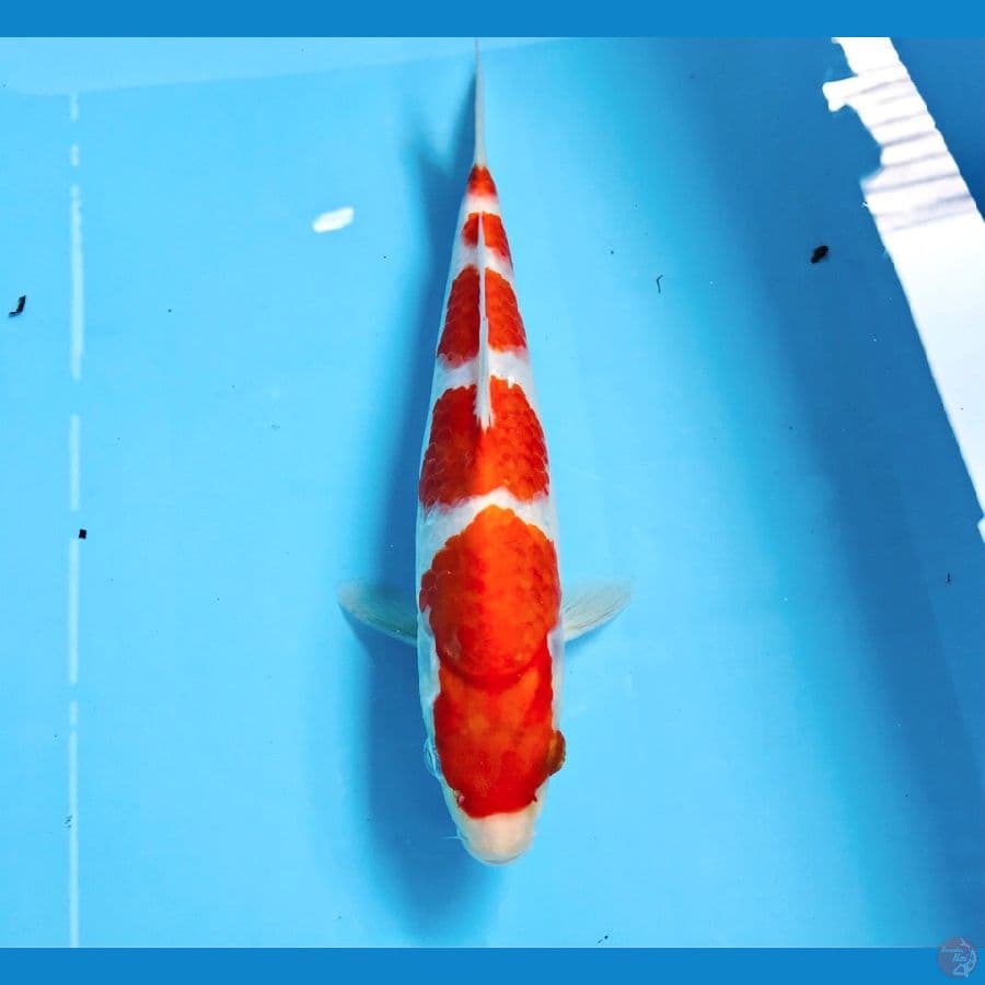 kohaku, 25 cm