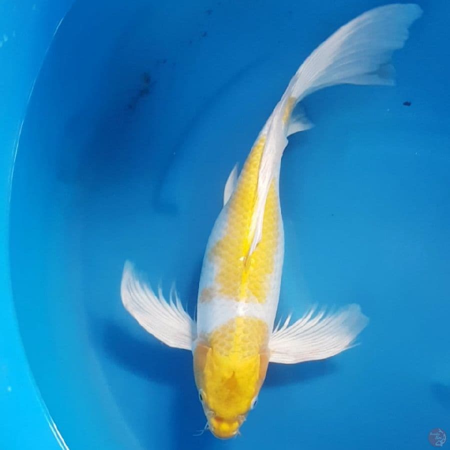 GYOJIN 7 ~ HARIWAKE KUMPAY 45 CM