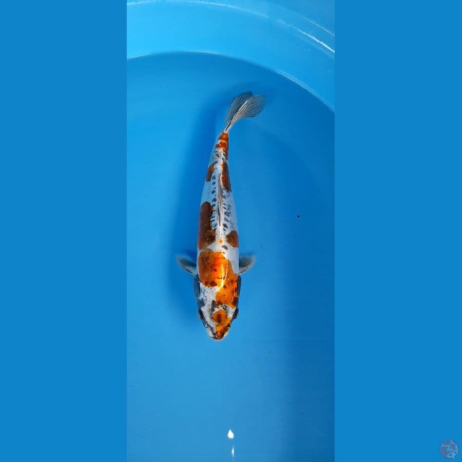 Kiko
