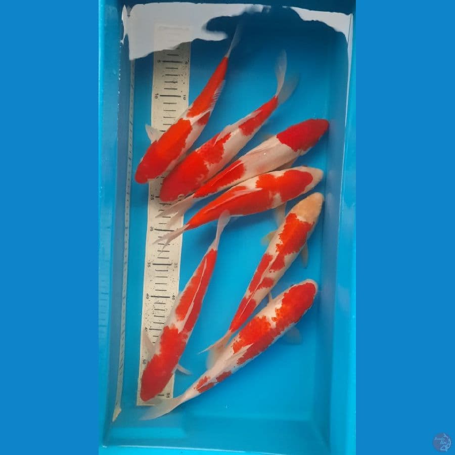 kohaku 7ekor