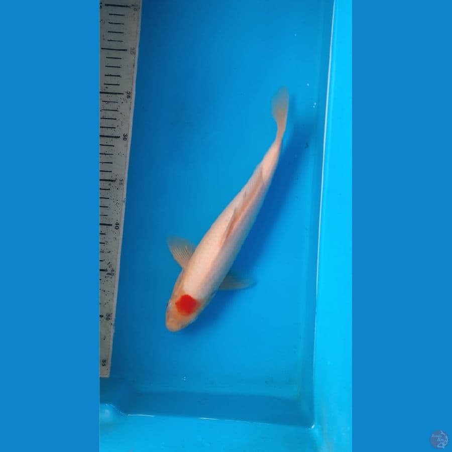tancho 29cm