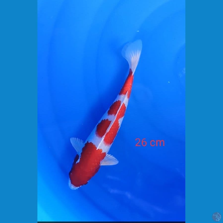 kohakhu hikari 26 cm