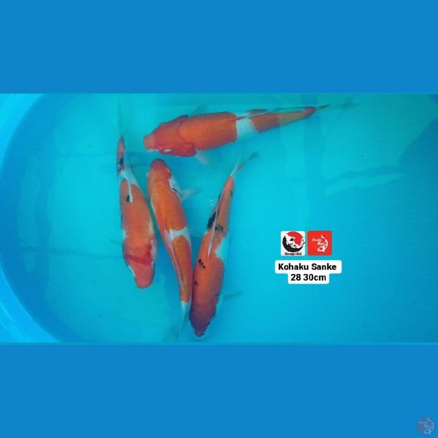 KOHAKU SANKE --- CANAYA KOI FARM