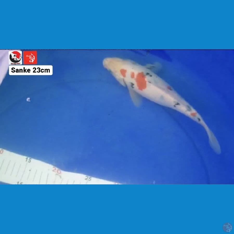 SANKE 23CM --- CANAYA KOI FARM