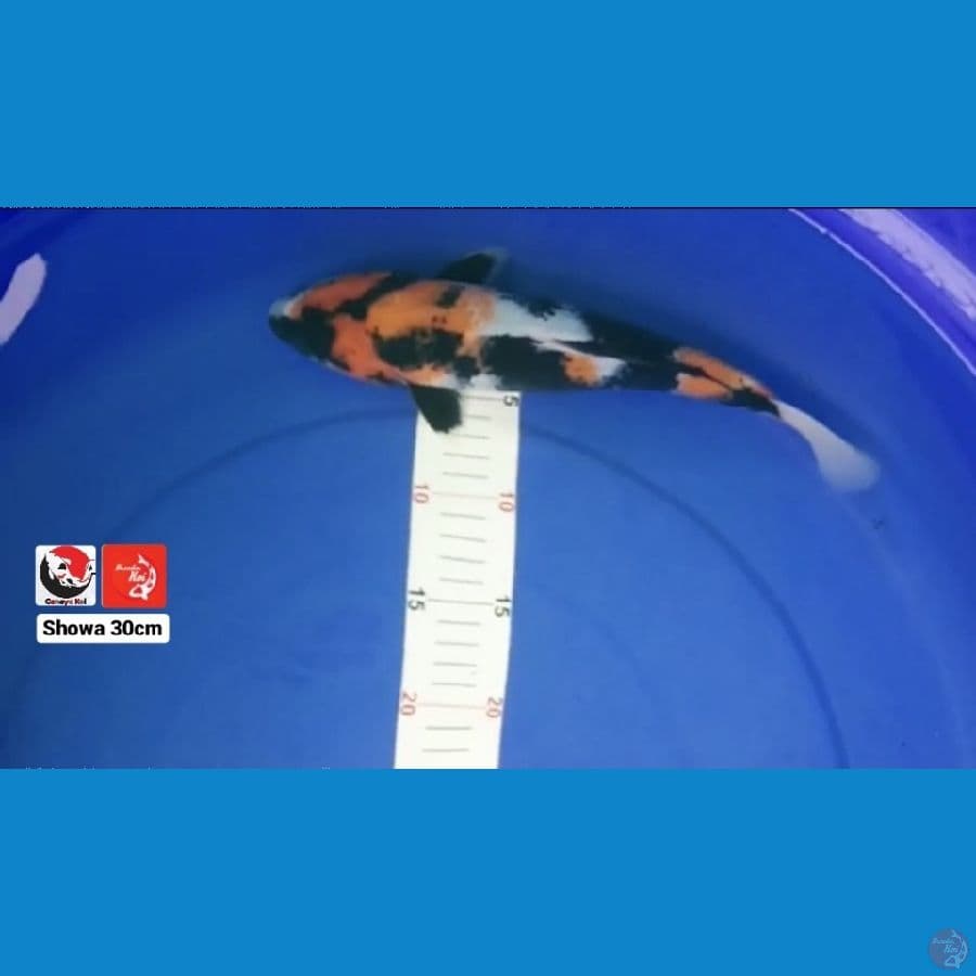 SHOWA 30CM --- CANAYA KOI FARM