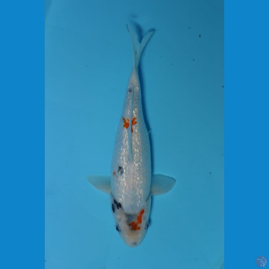 F1 Showa Gin rin Tategoi 31F