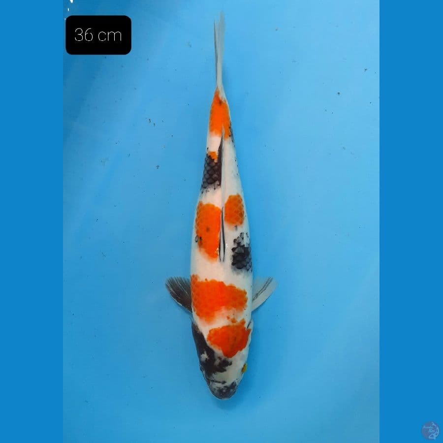 Showa 36 cm