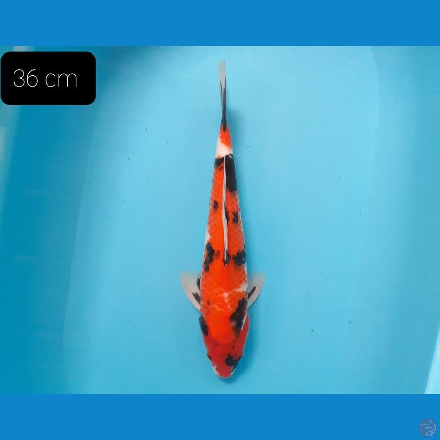 Showa 36 cm